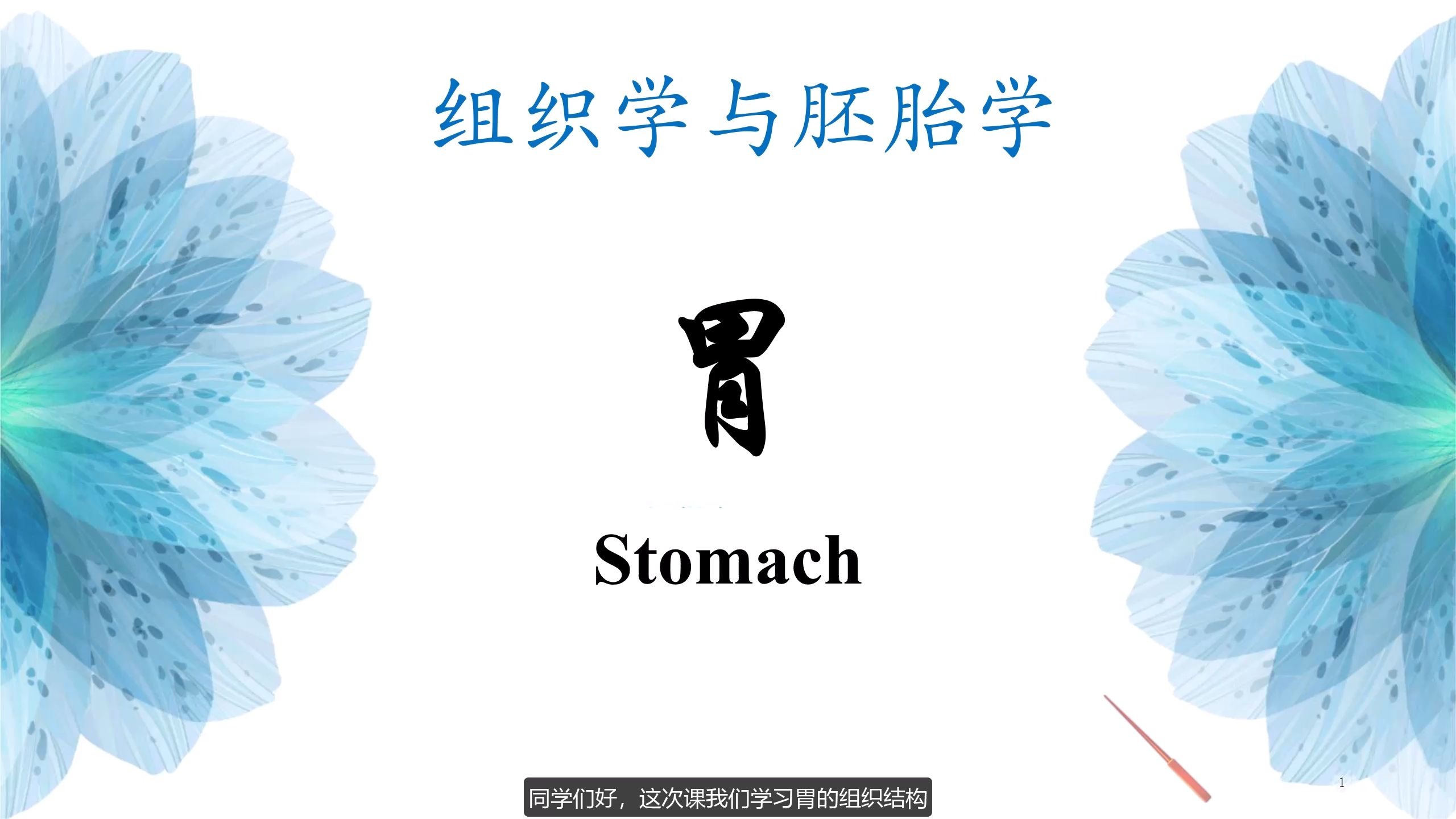 消化管—胃