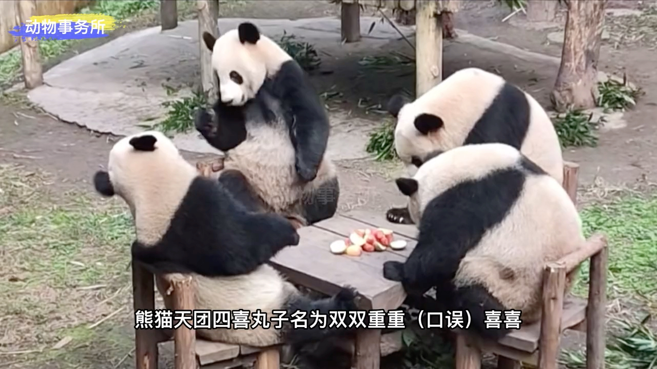 4小只打麻将,场面好温馨!