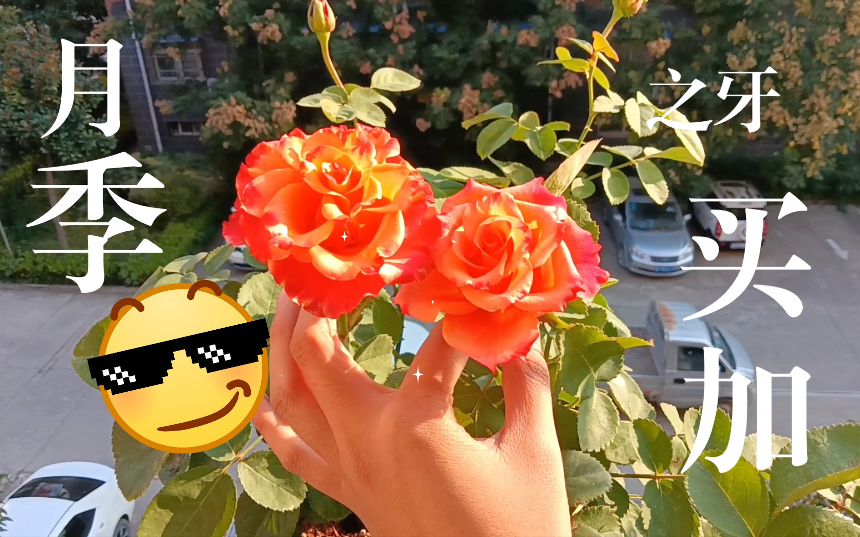 牙买加——月季入坑之收获八