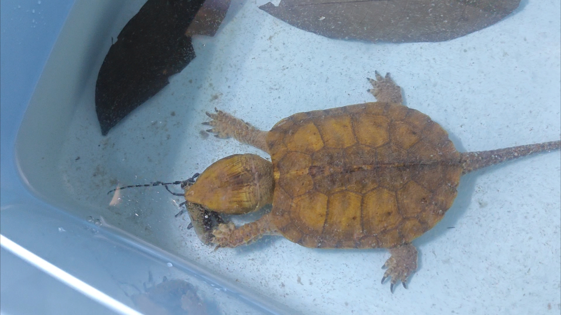 鹰嘴龟捕食天牛| 溪流之王