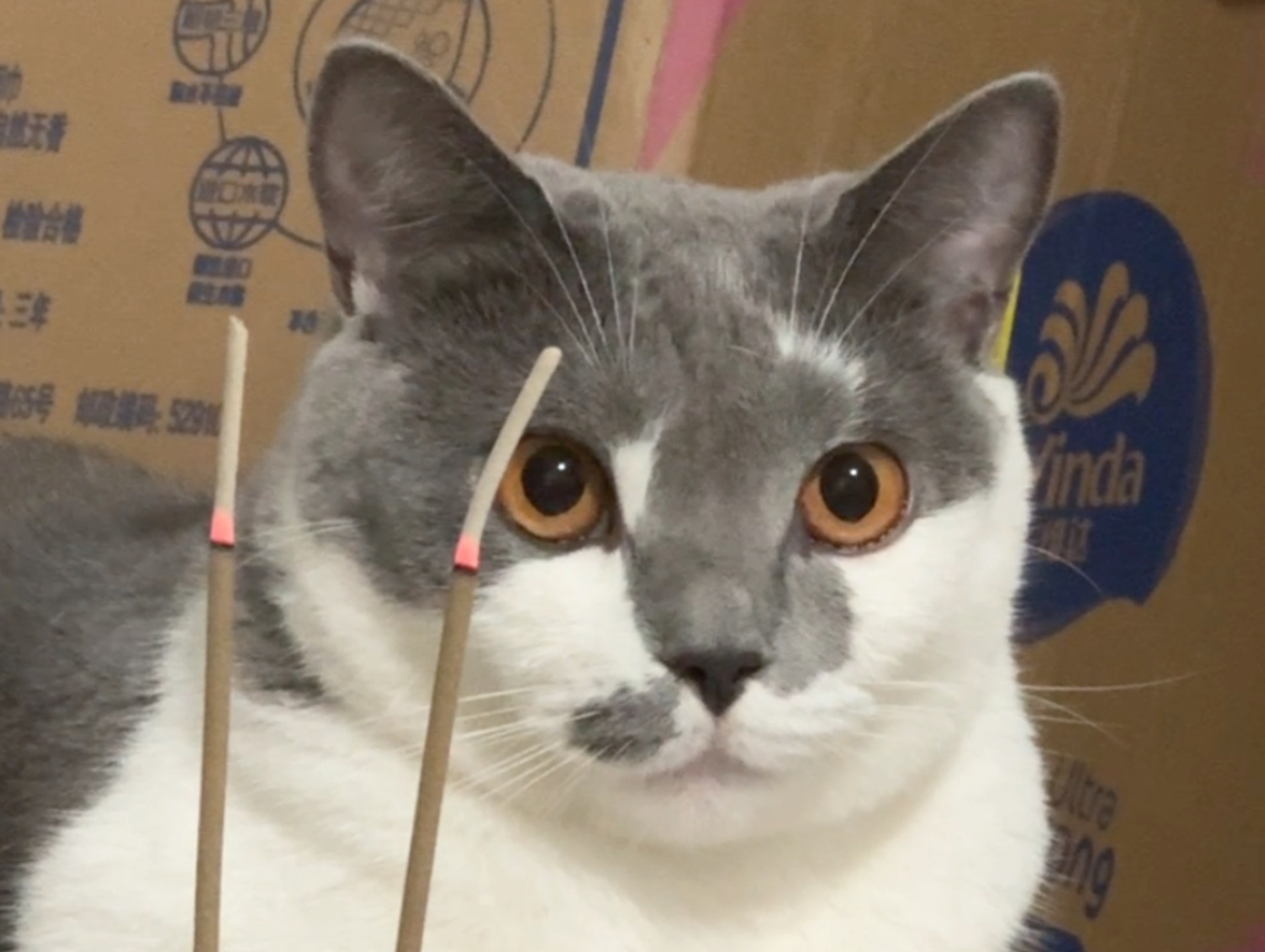 熊猫烧香,其实是我的新宠物,它超听话的!94