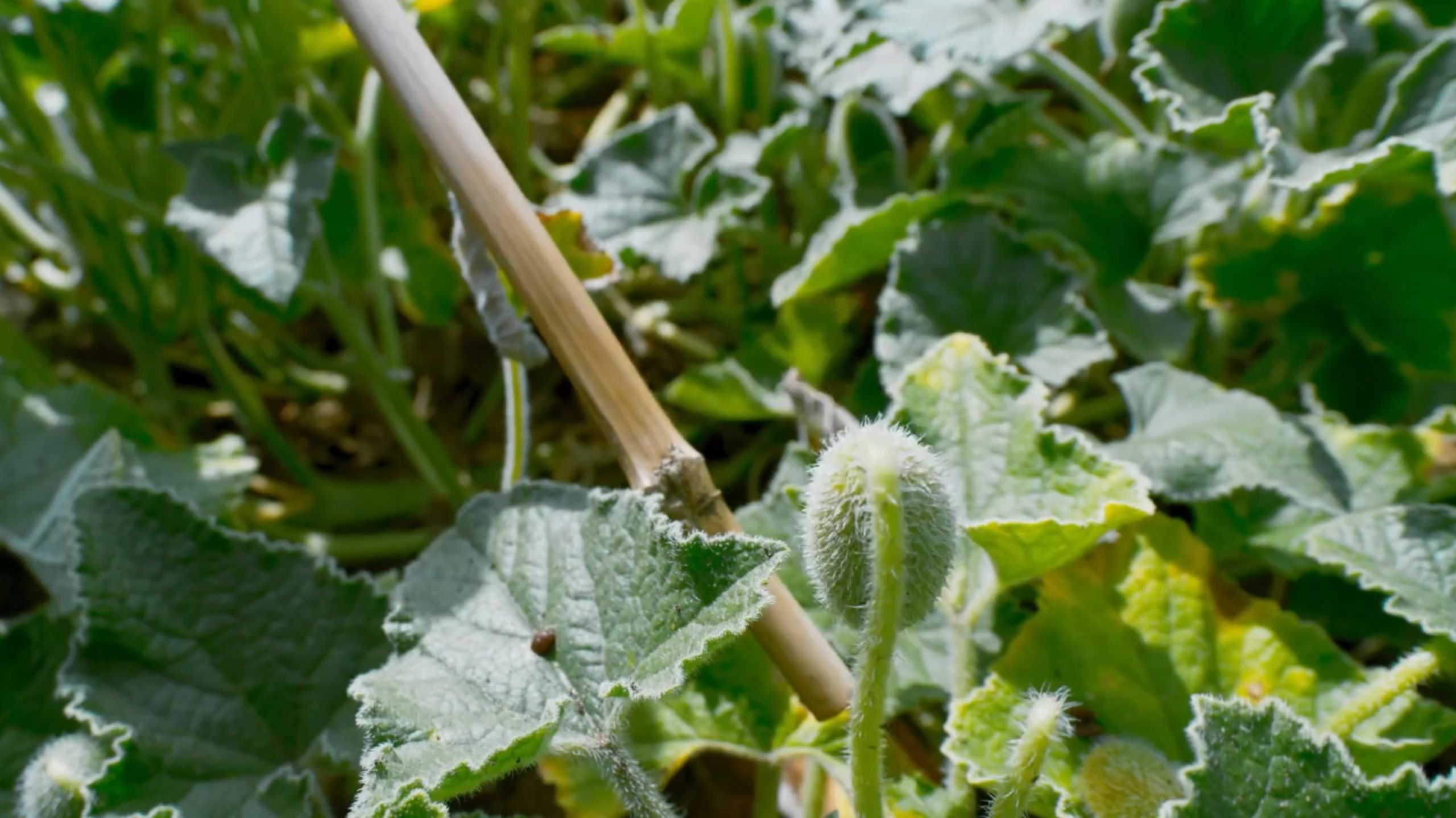 植物界的窜稀高手喷瓜,独特的种子传播方式!