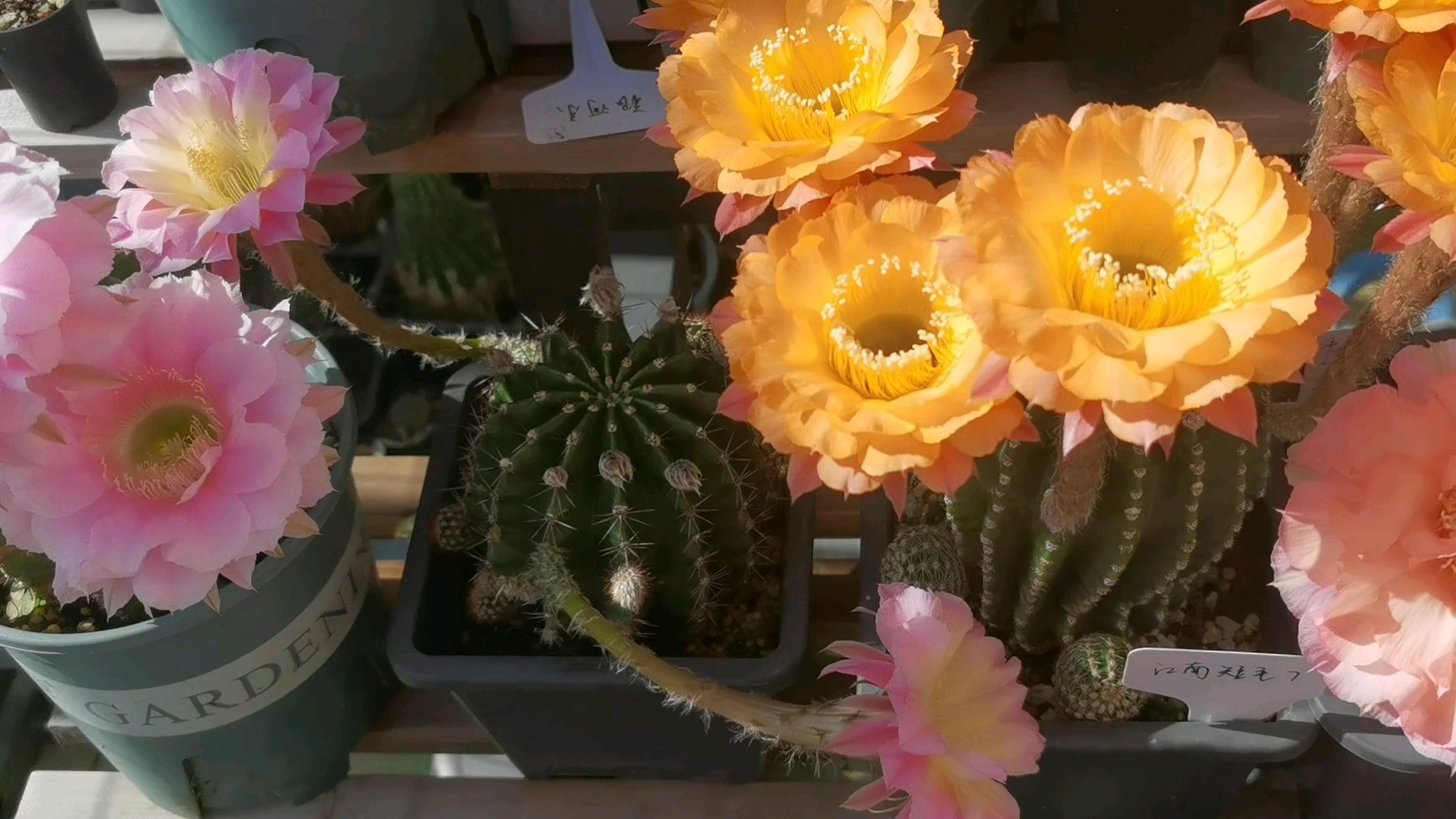 彩草仙人球群开