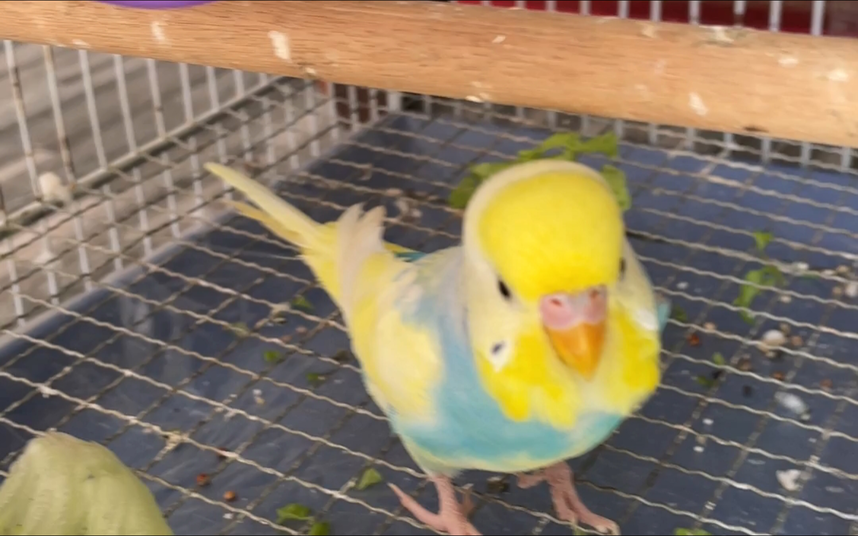 虎皮鹦鹉丨壹壹的漂亮老公