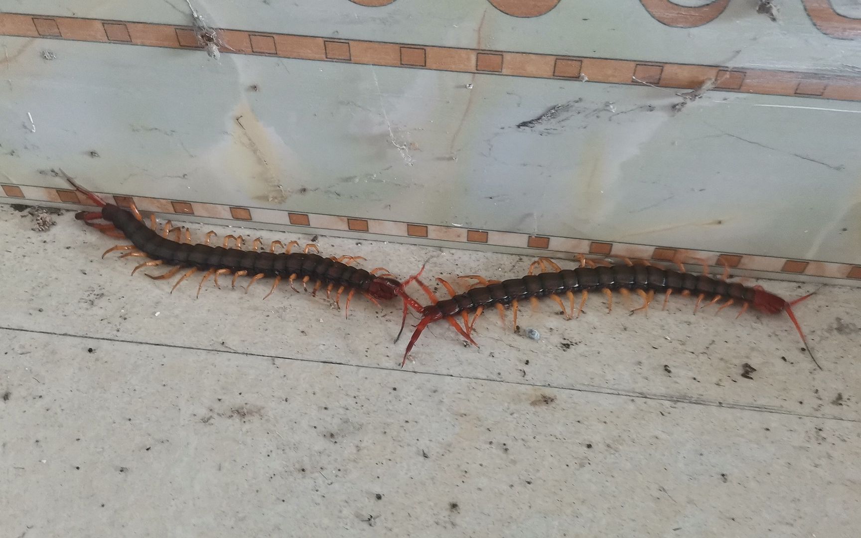 小伙打扫卫生竟发现两条大蜈蚣被它咬一口可不得了该怎么处理