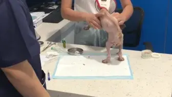 保守治疗斗牛犬角膜穿孔 又省下了一大笔费用 角膜穿孔保守治疗会康复吗 哔哩哔哩 Bilibili