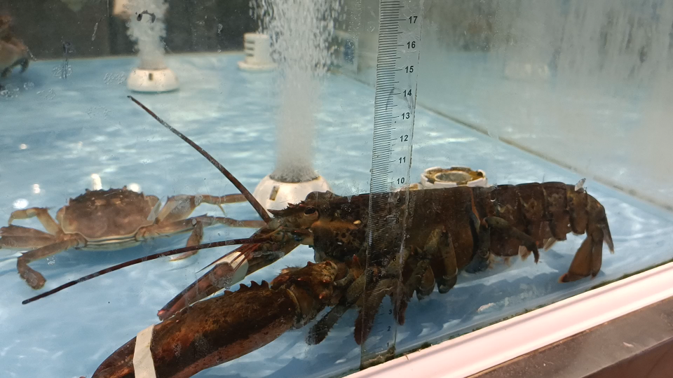 [图]大龙虾🦞vs小螃蟹🦀