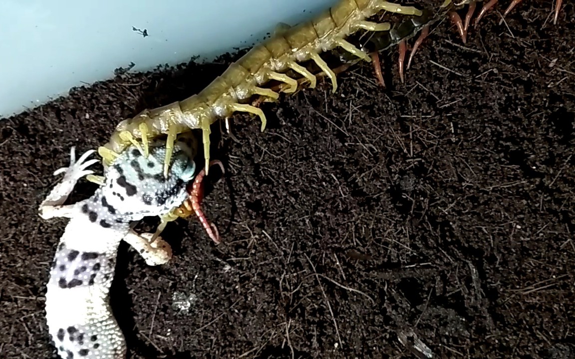 【慎入】少棘蜈蚣捕食守宫 白金木猎杀壁虎