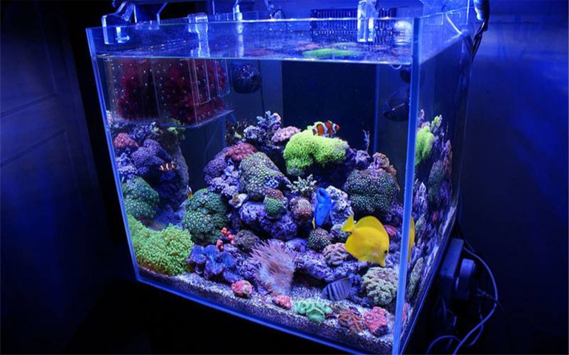 手把手从0开始教你做个珊瑚海缸开缸,跳海水必看,知识点干货非常密集