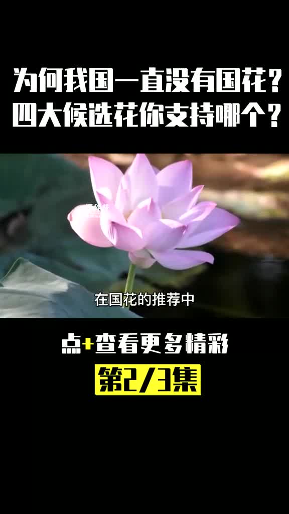 为何中国一直没有国花?4种花众口难调,“双花制”才是最优解? #花卉绿植 #涨知识 #科普 #国花 #荷花 (1)哔哩哔哩bilibili