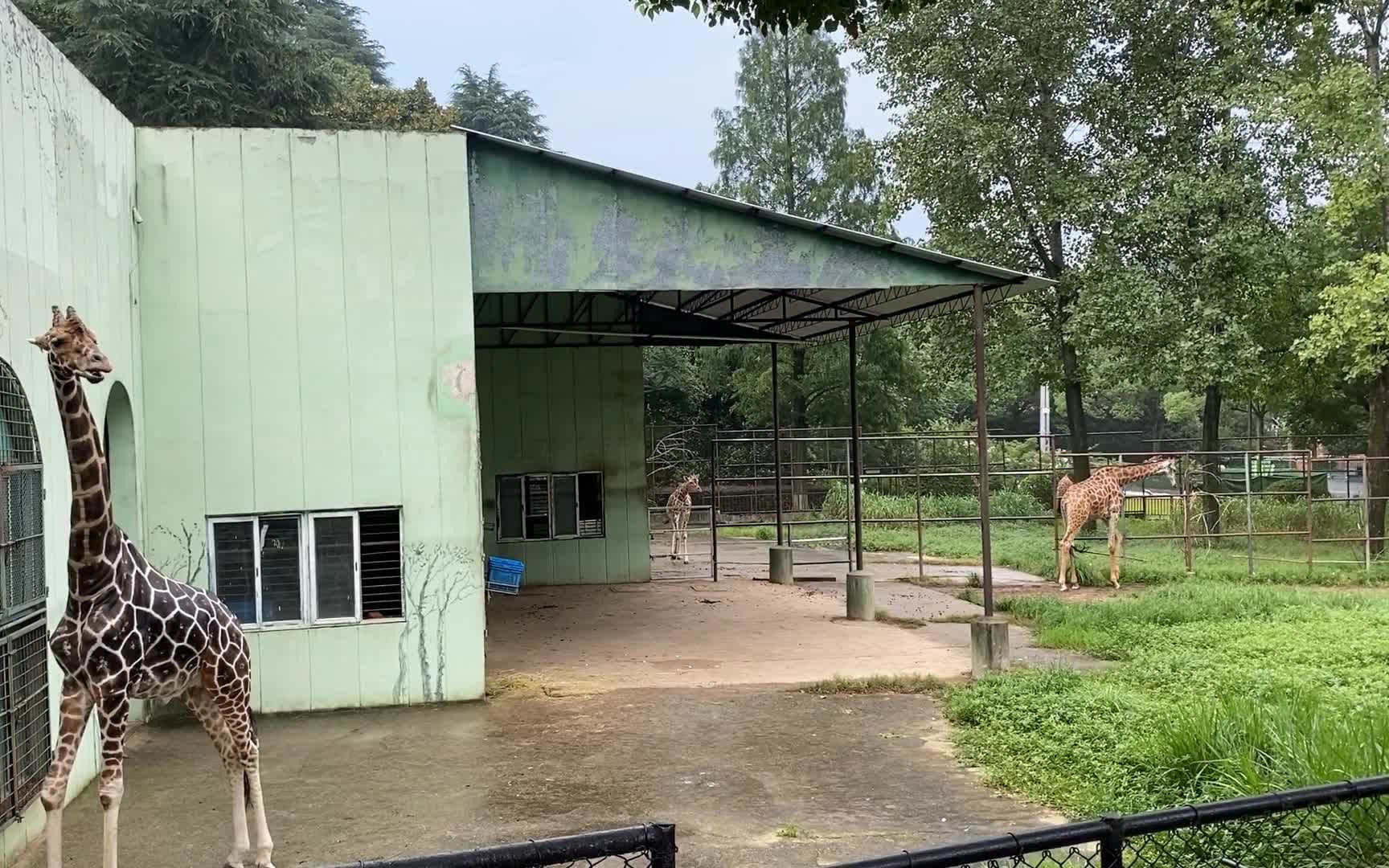 疫情让南京红山森林动物园亏损3000万这里有美丽的风景和大熊猫长颈鹿