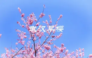 Download Video: 东湖樱花园的早樱