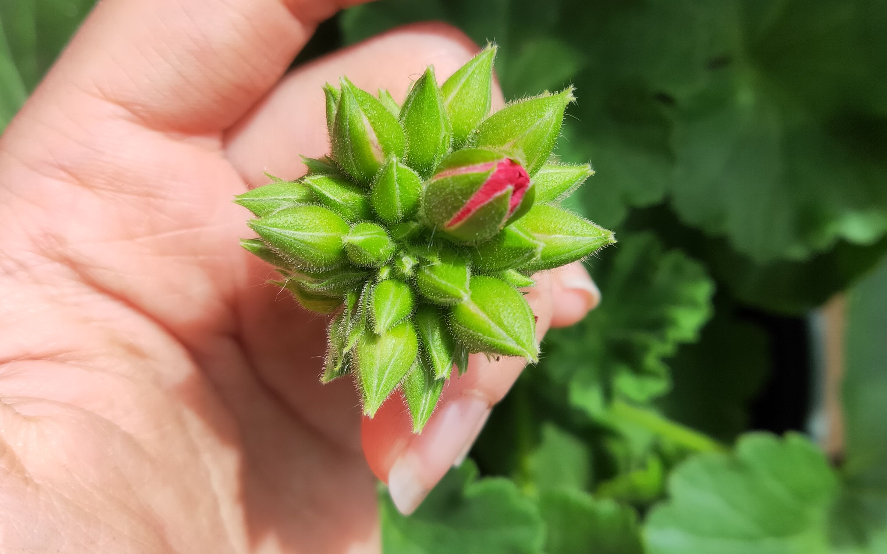 天竺葵——阿兹特克(开放记录)