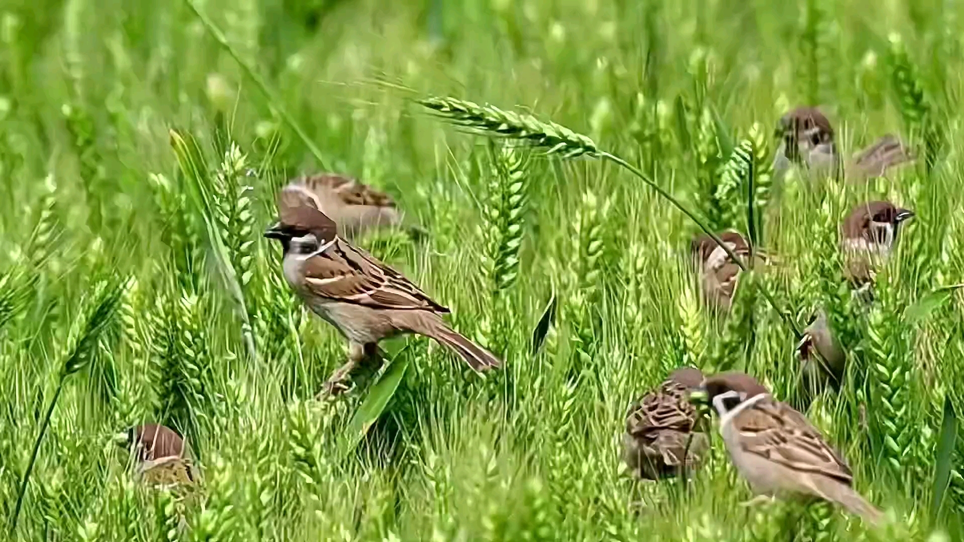 小麦都还没熟,麻雀就不客气了,吃97