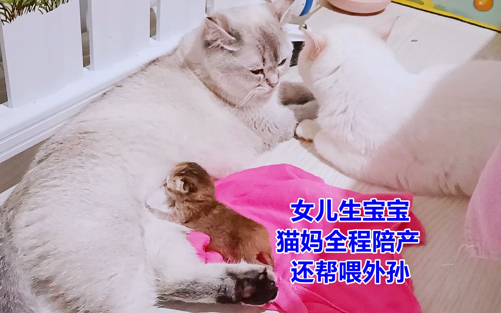 女儿生产猫妈全程陪产,把奶猫舔干净,给外孙喂奶,这个姥姥真好哔哩哔哩bilibili