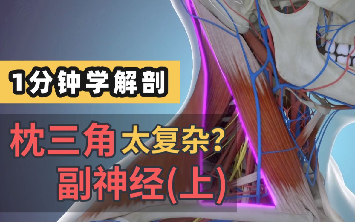 【1分钟学解剖】枕三角-副神经(上篇),快来上课啦!_哔哩哔哩_bilibili