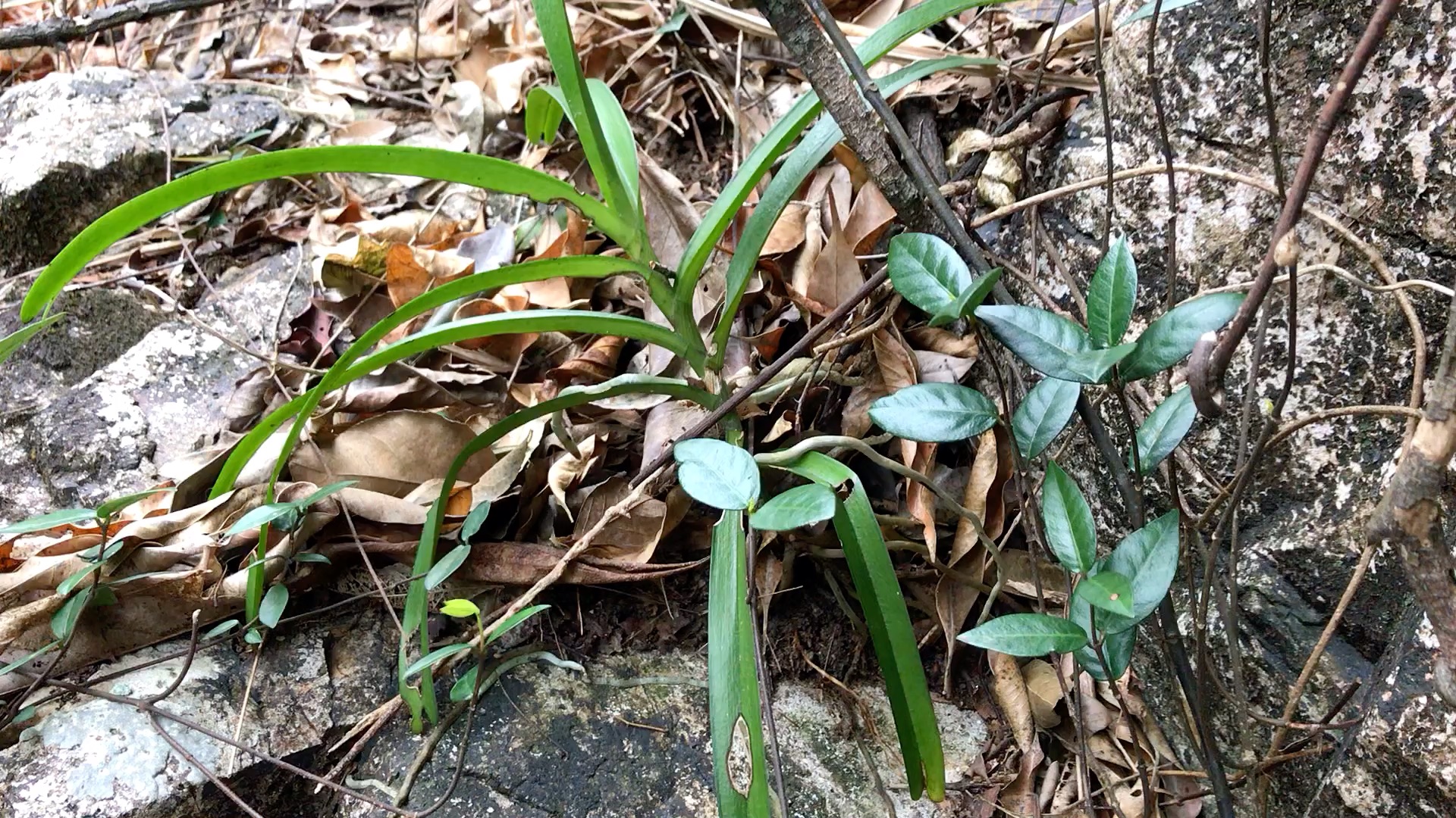 【大序隔距兰】粤东山行-兰科植物vlog 11 —— 林下树干,石上常见的