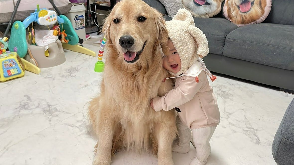 小宝宝很喜欢金毛狗狗