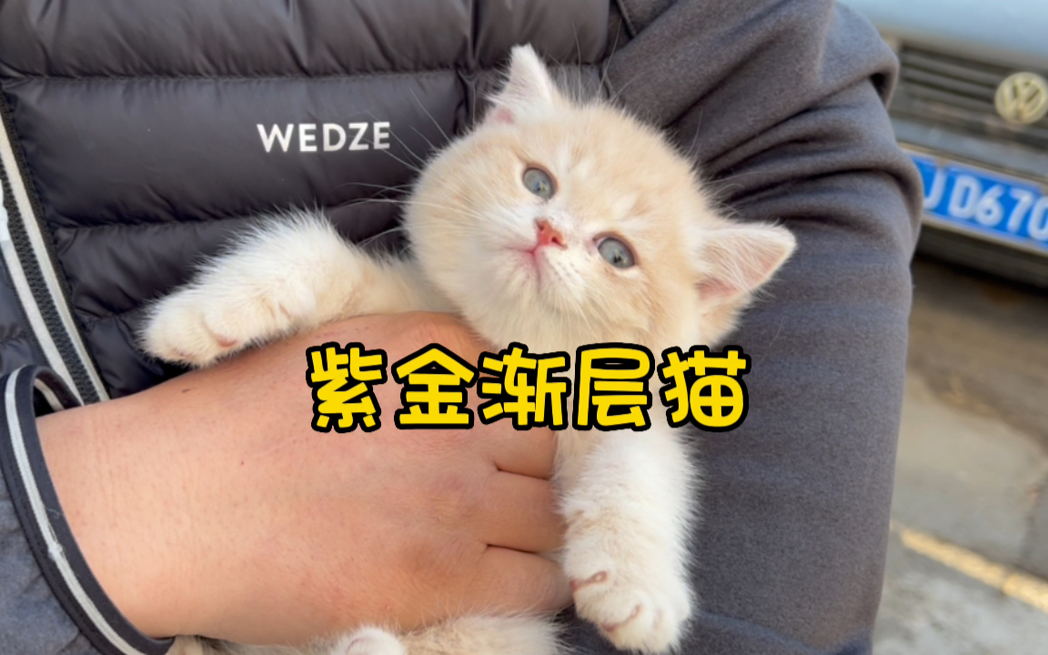 紫金渐层猫!今年一定会大火的猫品种!哔哩哔哩bilibili