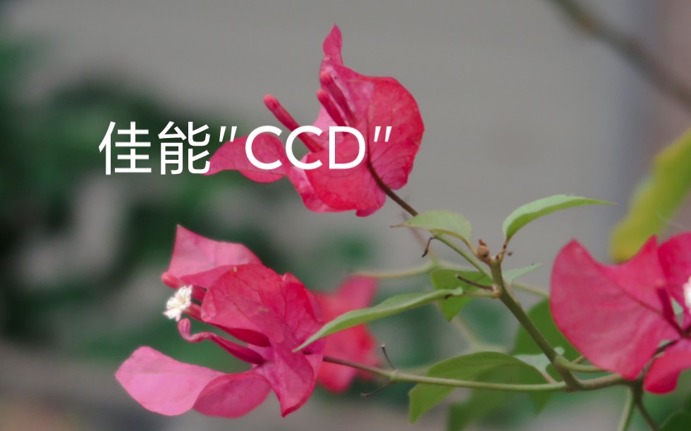 “佳能的CCD拍照真简单”哔哩哔哩bilibili