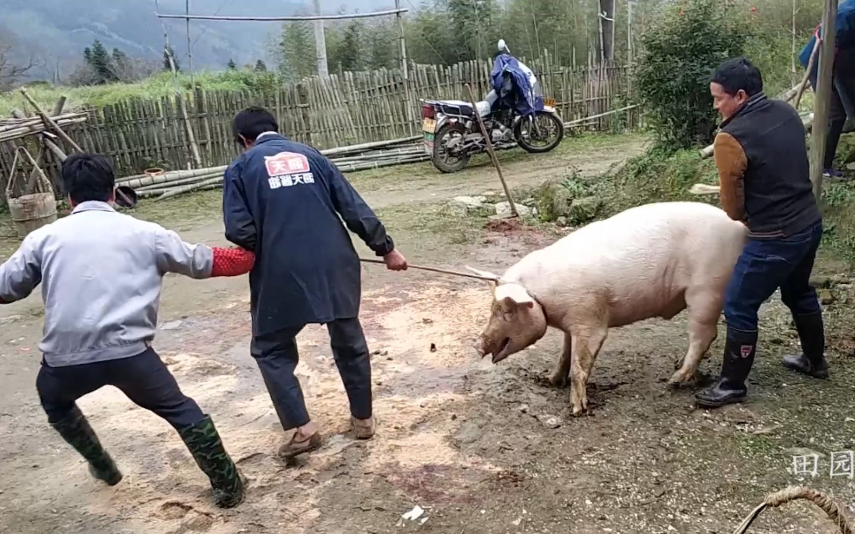 [图]邻居家杀过年猪，狗狗吓得躲起来，每个杀猪场面都有一个嘴叼着烟的人