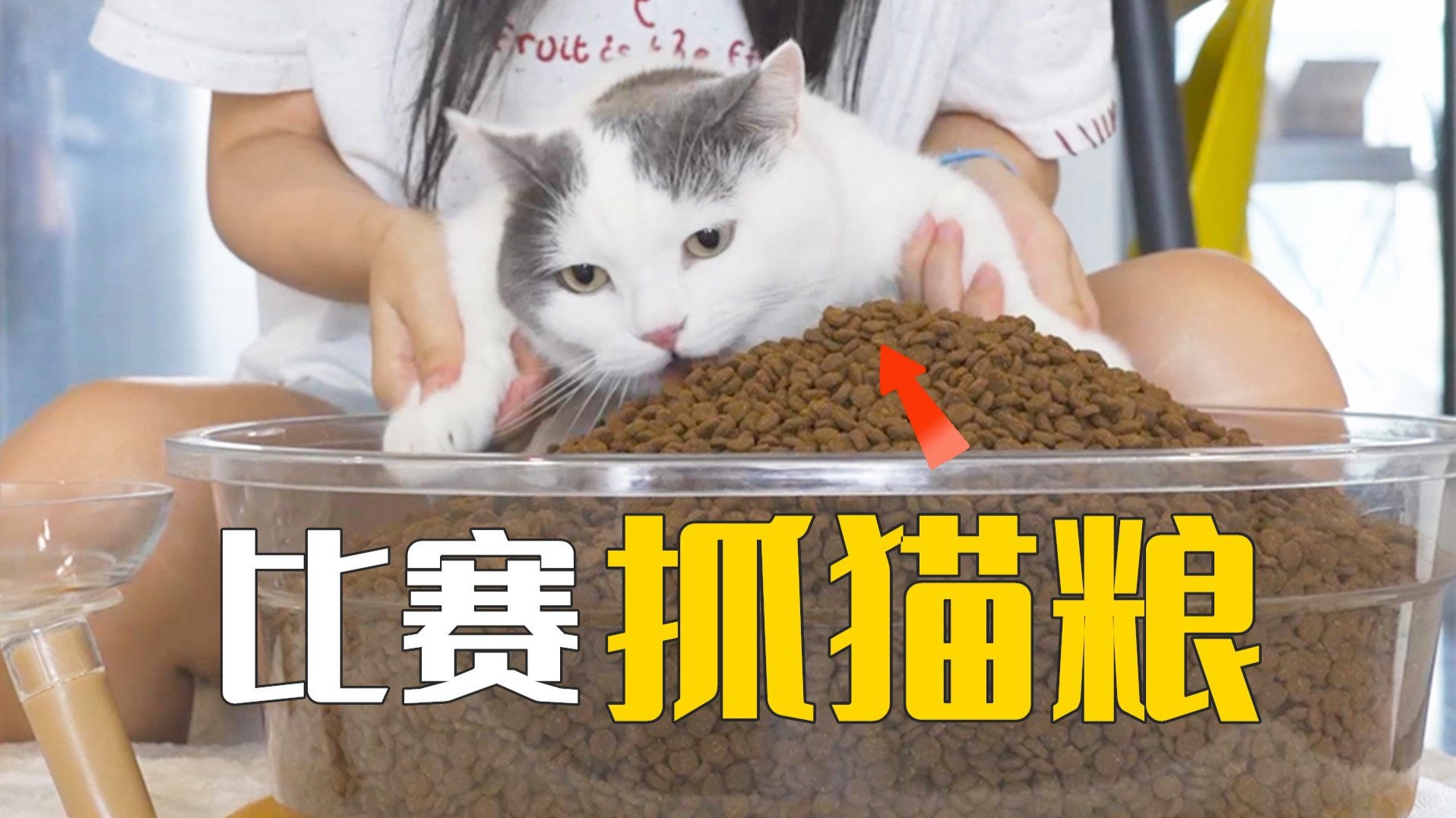5只猫挑战抓到多少吃多少!看谁抓的猫粮多?-萌猫宝哥哥-萌猫宝哥哥-哔哩哔哩视频