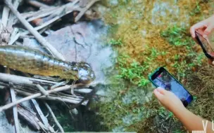 Скачать видео: 九凤瑶池寻虫记，这里是水生昆虫的天堂