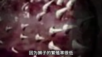 Скачать видео: 狮子交配时，为啥雄狮要咬住雌狮的脖子，看完心疼雌狮