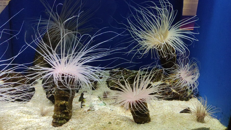 海洋生物水族馆