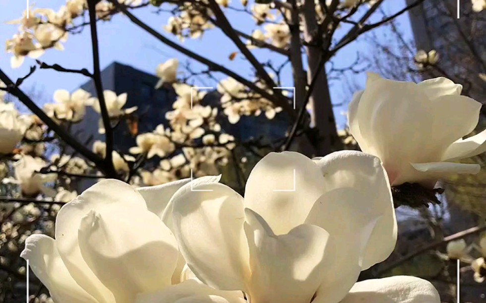 [图]#燕都铜雕 “或许不同的季节会爱上不同的花吧”