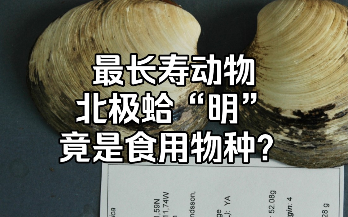 最长寿动物,北极蛤“明”的真身,竟是食用物种?【睡前软体动物学338】哔哩哔哩bilibili