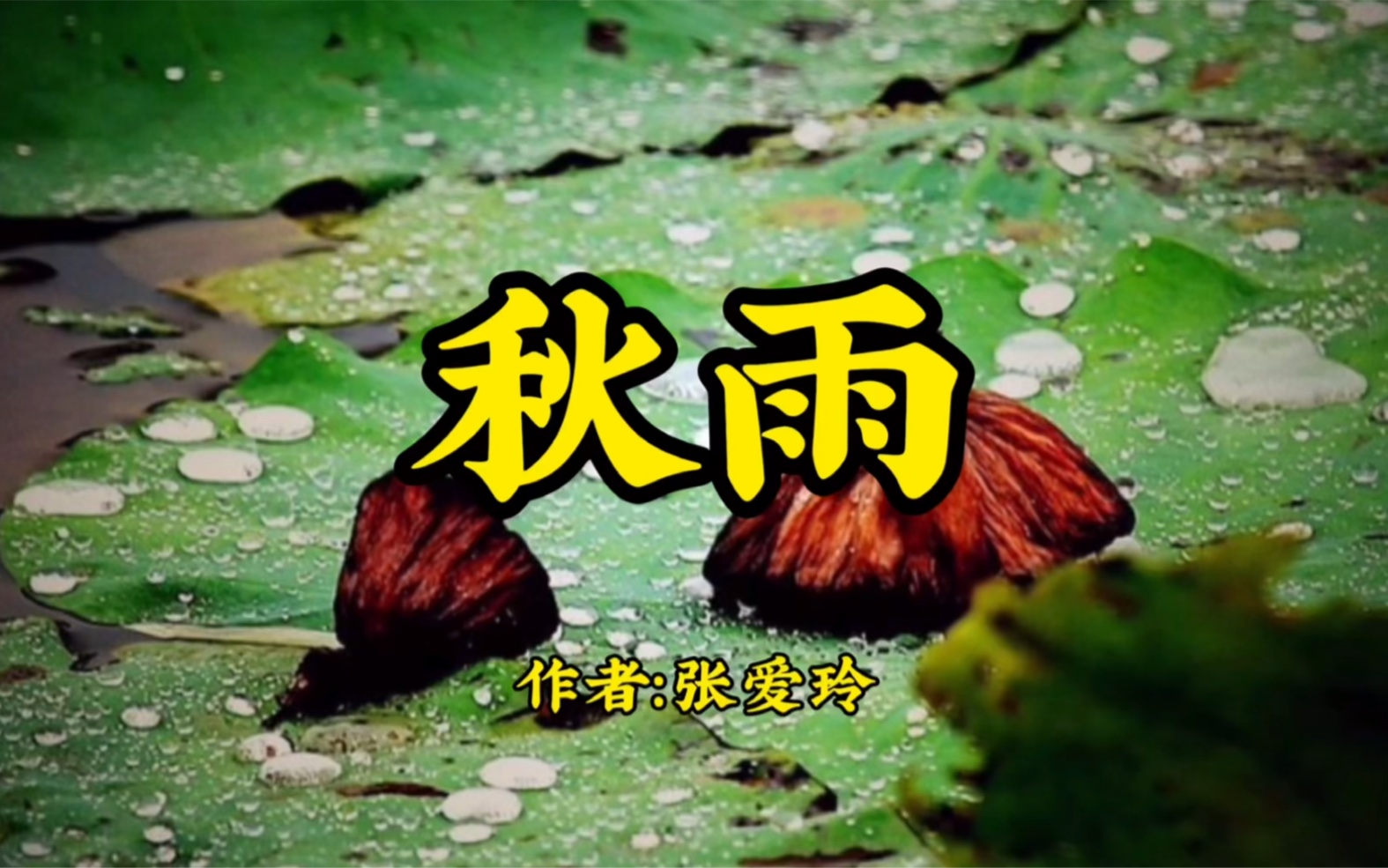 [图]张爱玲散文《秋雨》：像银灰色黏湿的蛛丝，织成一片轻柔的网