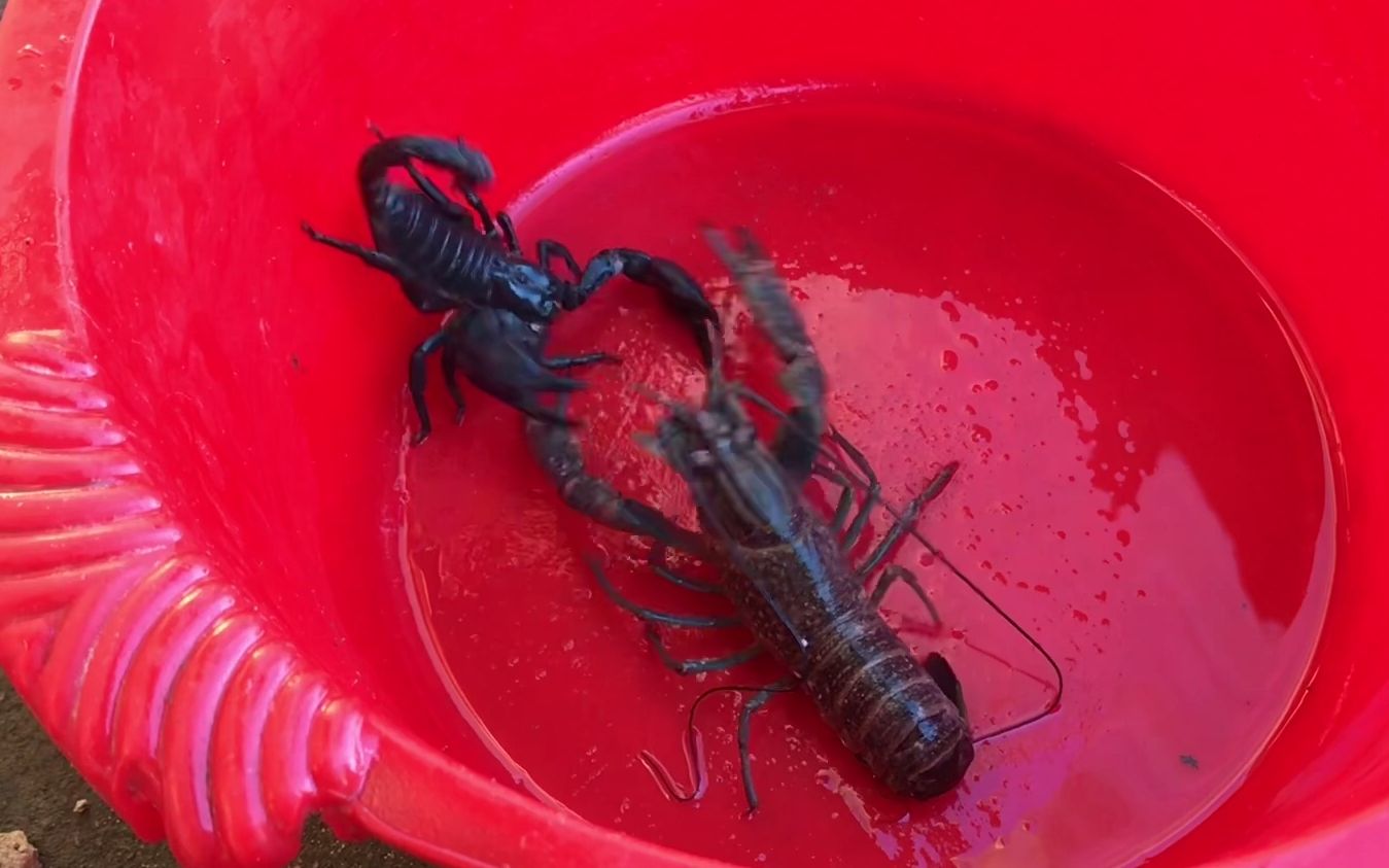 活动作品小龙虾02斗蝎子04地上打完水里打