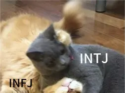 Descargar video: intj和infj谁更攻？