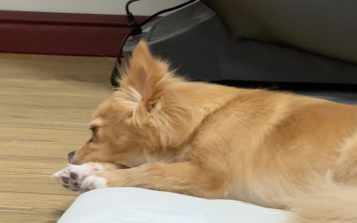 鬼迷日眼的小狗狗