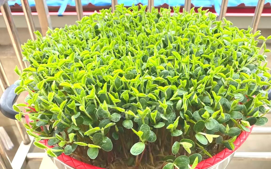 育黄豆芽和种豆苗的两种,是无土栽培的有机菜,好吃又放心!