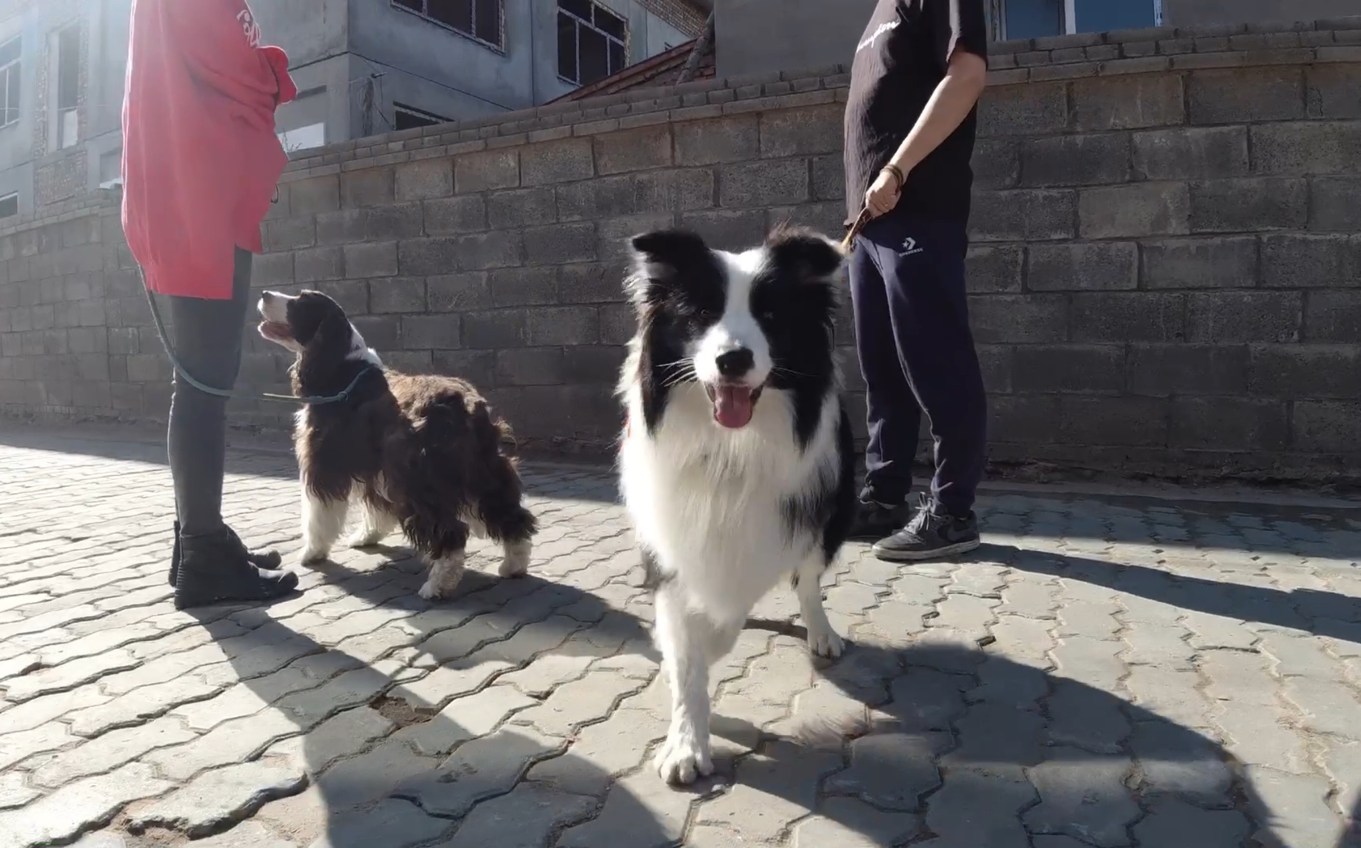 边牧与史宾格可可爱爱,狗狗视角高度_哔哩哔哩 (゜-゜)つロ 干杯