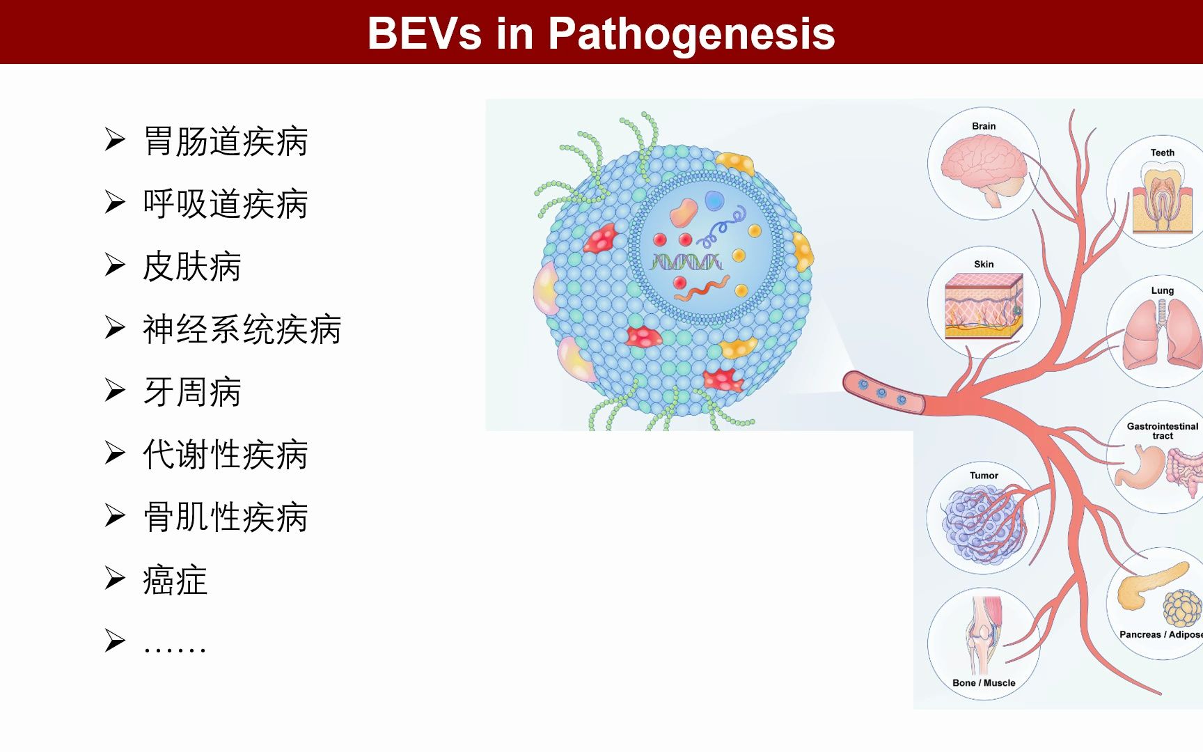 iMeta | 华中科技大学杨操组综述细胞外囊泡和微生物组的互作:疾病治疗新策略哔哩哔哩bilibili