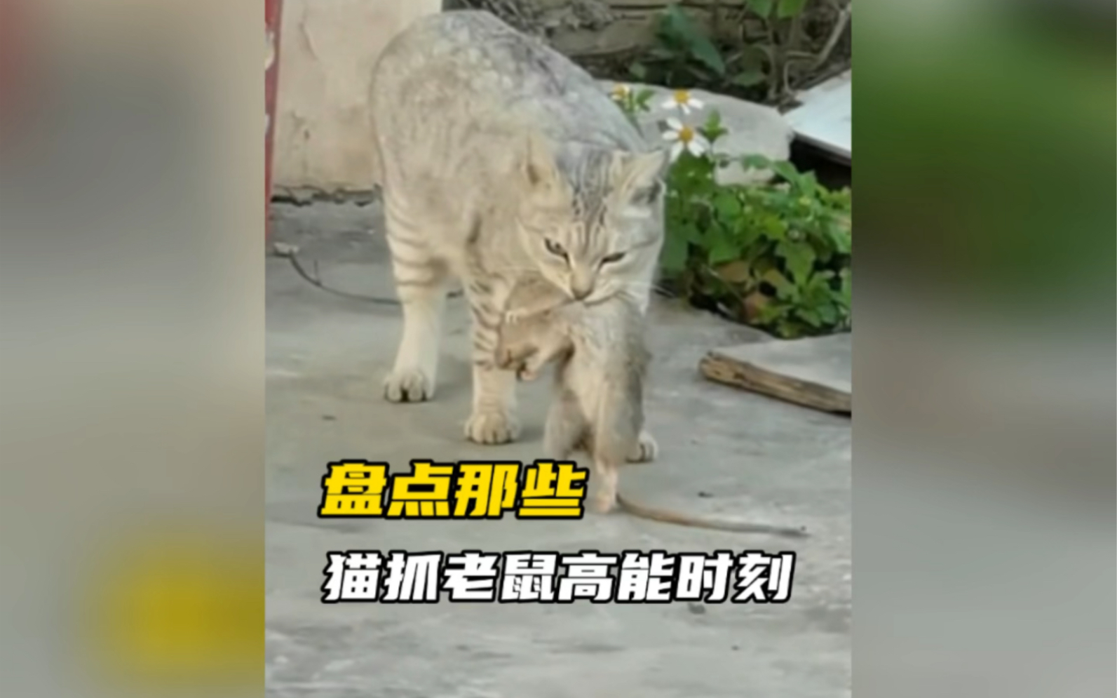 猫抓老鼠的高能时刻哔哩哔哩bilibili