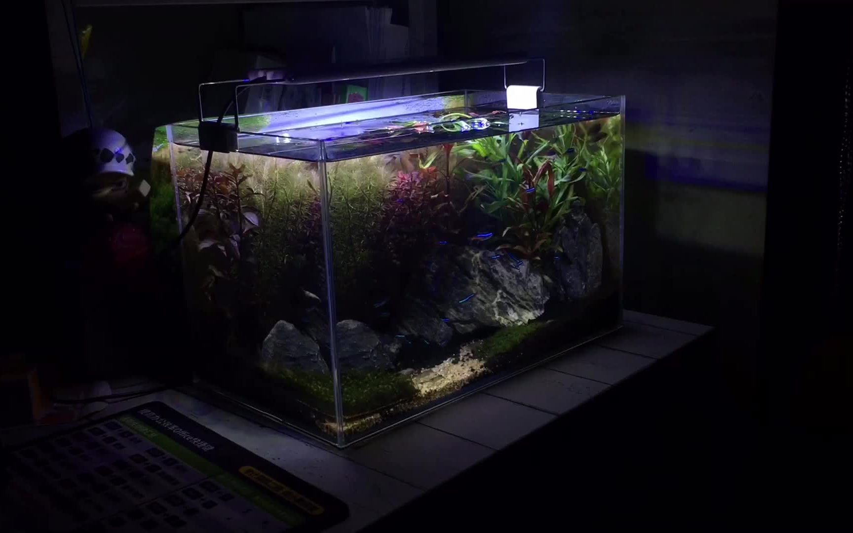 失落的世界宿舍草缸