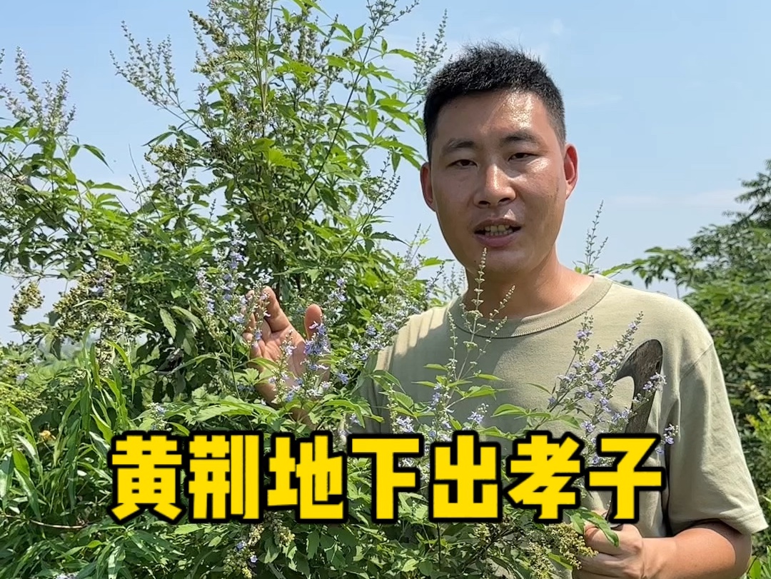 大量收购黄荆树图片