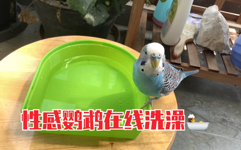 【虎皮鹦鹉】天气好热不如看看鸟鸟洗澡8