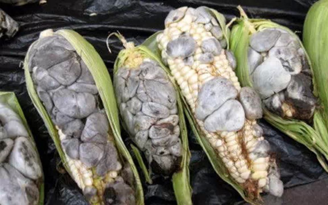 为什么地里的玉米高粱长满大霉块,农民丝毫不担心,反而很高兴?