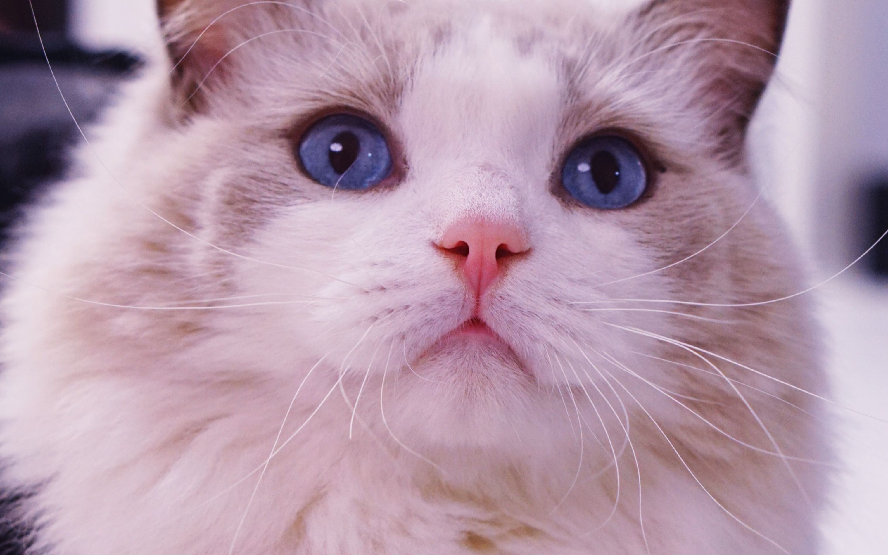 两只高颜值猫咪演绎猫的华尔兹,男帅女美又萌又逗