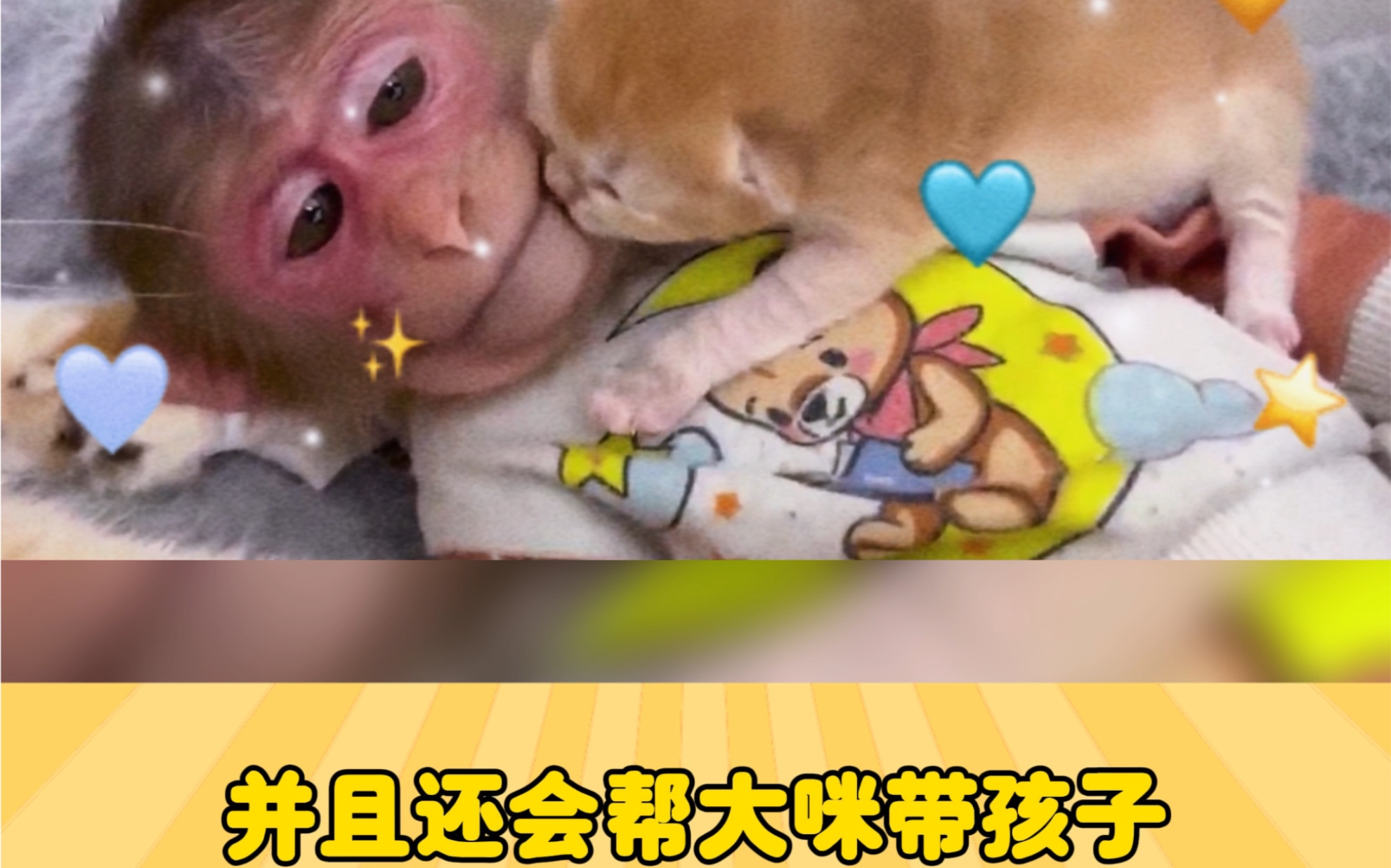 为昆明动物园猫猫发声!!哔哩哔哩bilibili