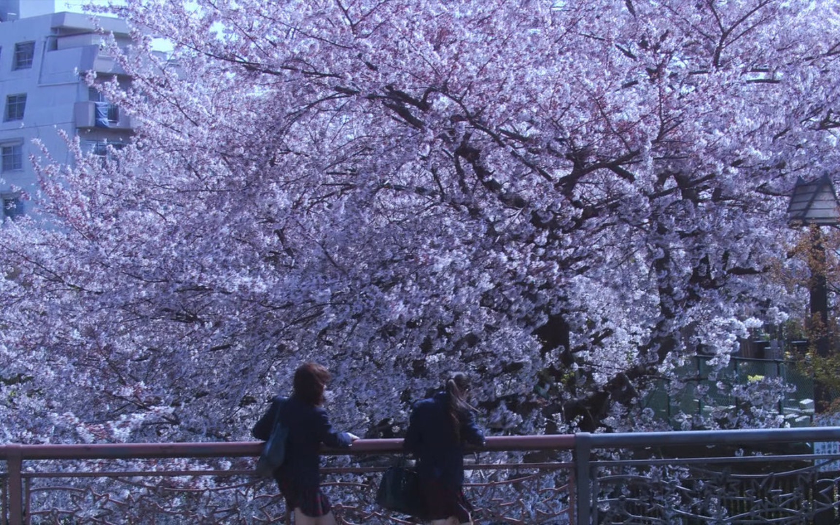 [图]【花与爱丽丝】花季雨季的少女们，是青春最美好的样子