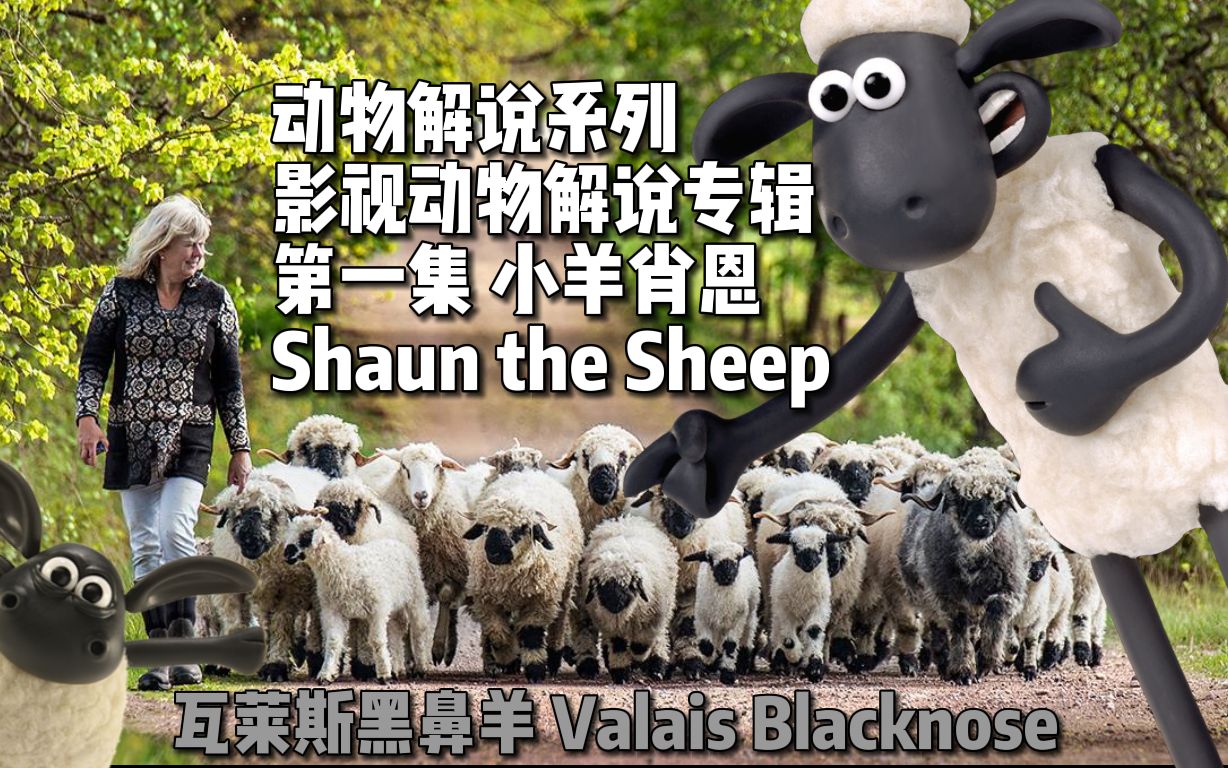 【动物解说系列】【影视动物解说专辑】小羊肖恩(Shaun the Sheep)哔哩哔哩bilibili