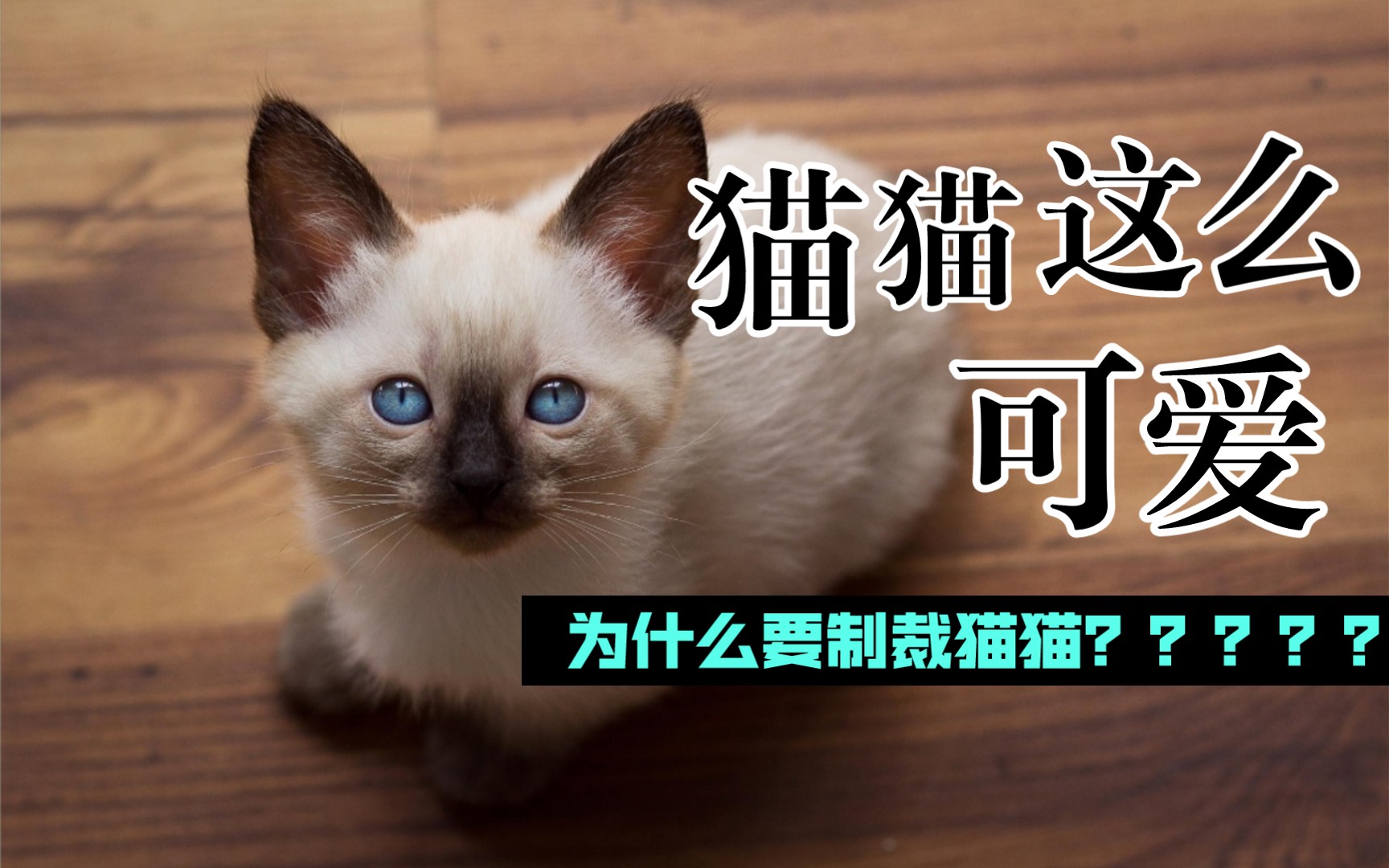 四种绝美俄罗斯猫猫:西伯利亚森林猫哔哩哔哩bilibili