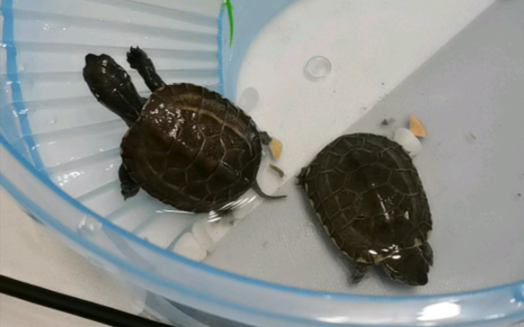 两只小乌龟