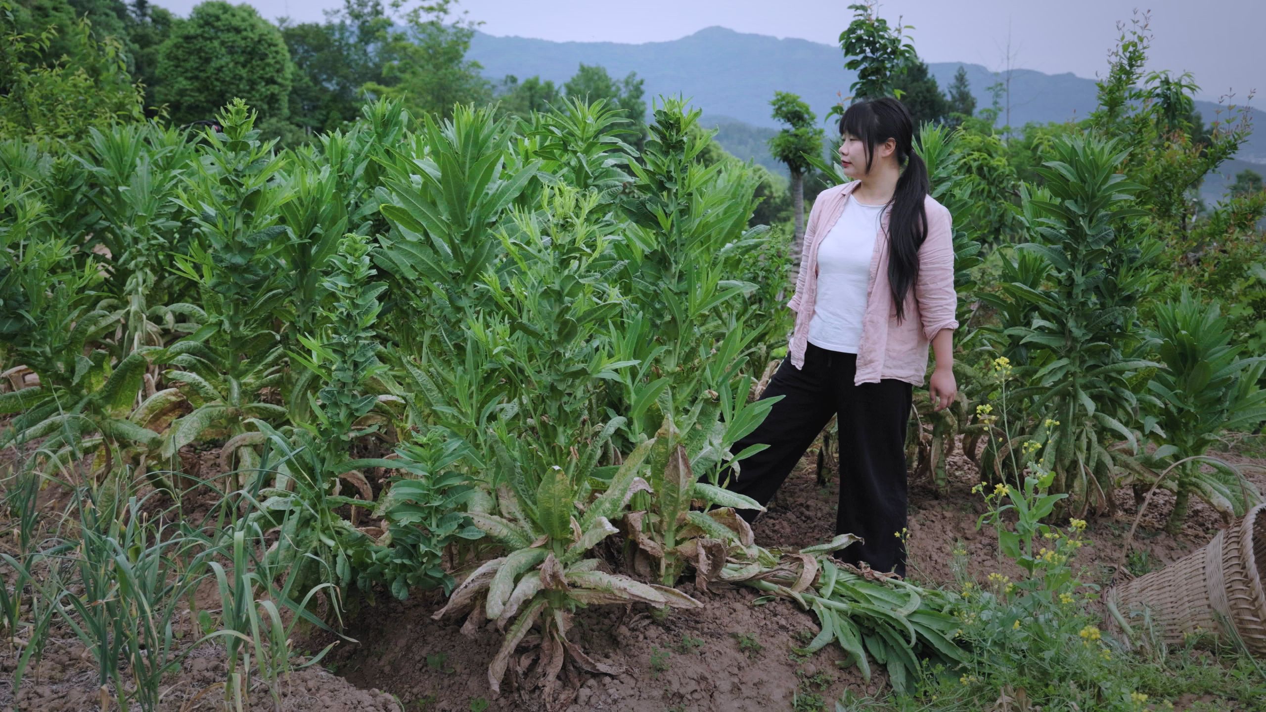 最意外的一场收获，比人高的贡菜和鸡圈里长出的竹笋